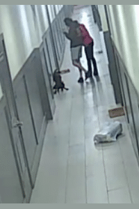 A male and a female are standing in the apartment hallway looking at a phone as the dog relieves itself. A male and a female are standing in the apartment hallway looking at a phone as the dog relieves itself.